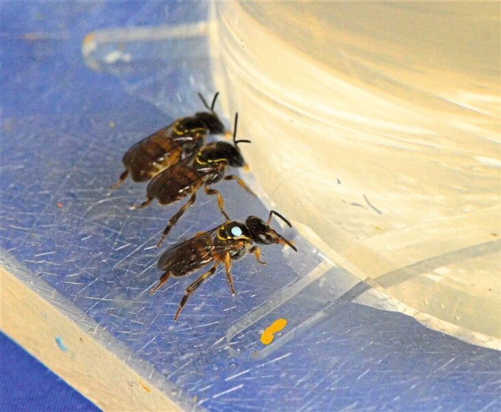 Stachellose Bienen der Art Plebeia droryana, etwa 3 Millimeter groß, am Futterspender (Christoph Grüter, JGU)