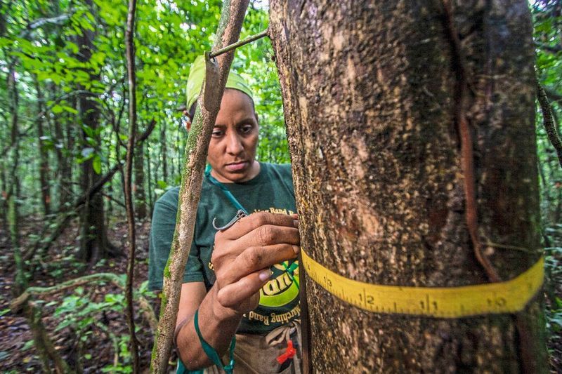Seit 1982 werden auf Barro Colorado Island alle fünf Jahre mehr als 200.000 Bäume vermessen. (Christian Ziegler)