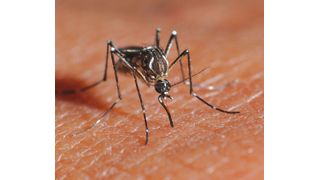 Eine Gelbfiebermücke (Aedes aegypti) sticht in menschliche Haut.  (Bild: Rickard Ignell, SLU Alnarp)