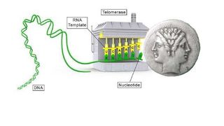 Telomerase, ein Enzym, das für die Unsterblichkeit von Zellen notwendig ist, wird auch von Krebszellen für ihr unkontrolliertes Wachstum benötigt. (Grafik: Kerstin Wagner, FLI / Quelle: Wikimedia Commons; Sierra Sciences, LLC; http://commons.wikime)