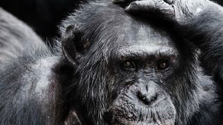 Die Nutzung von künstlich intelligenter Systeme muss gleich drei Hürden nehmen.  (gemeinfrei, PublicDomainPictures / Pixabay)