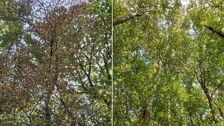 Ein ungleiches Paar: benachbarte Buchen im hessischen Kelkheim-Eppenhain. Während einer der Bäume gesund ist (r.), hat der andere starke Dürreschäden davongetragen (l.). (Bild: Markus Pfenninger)