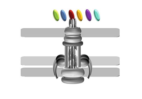 Wie ein multifunktionales Gartenwerkzeug: Die T4A-Pili verschiedener Acinetobacter-Stämme haben in der Evolution das ComC-Protein an ihrer Spitze verändert (oval, in verschiedenen Farben), um sich in unterschiedlichen Nischen innerhalb des Menschen anzusiedeln. Graue Balken: Zellhülle. Wie ein multifunktionales Gartenwerkzeug: Die T4A-Pili verschiedener Acinetobacter-Stämme haben in der Evolution das ComC-Protein an ihrer Spitze verändert (oval, in verschiedenen Farben), um sich in unterschiedlichen Nischen innerhalb des Menschen anzusiedeln. Graue Balken: Zellhülle.