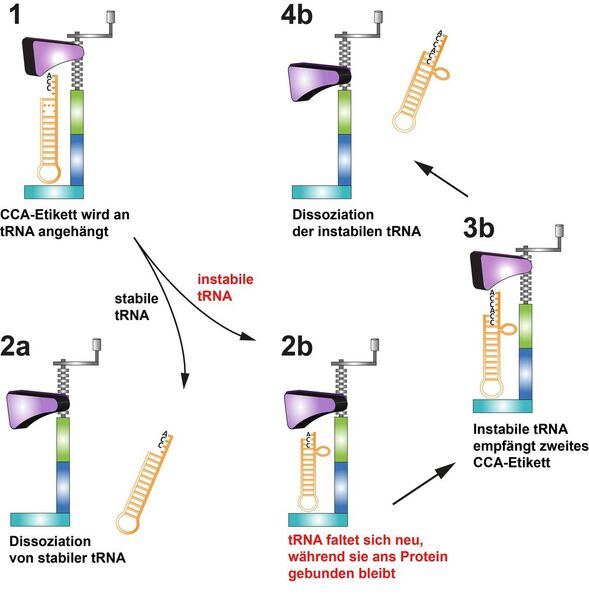 Das Enzym, das die Nukleotid-Dreierkette (CCA) an die Transfer-RNAs (tRNAs) anheftet, ist ein Protein, das wie ein Schaubstock wirkt: Es umklammert die jeweilige tRNA, wenn es ein solches CCA-Etikett darauf befestigt (1). Funktionstüchtige tRNA hat eine stabile Struktur und fällt anschließend sofort vom Enzym ab (2a). Fehlerhafte tRNA ist hingegen instabil und kann sich nicht vom Enzym befreien (2b). Es erhält deshalb ein zweites CCA-Etikett (3b). Erst danach befreit es sich vom Enzym (4b), es ist nun als fehlerhaft gekennzeichnet und wird abgebaut. (Grafik: Dr. Claus D. Kuhn, Universität Bayreuth)