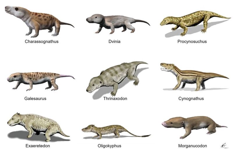 Künstlerische Darstellung verschiedener Arten der Cynodontia (nicht in richtigem Größenverhältnis zueinander).