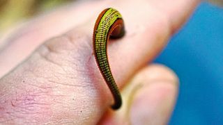 Ein Blutegel aus Südostasien (Bild: Andrew Tilker)
