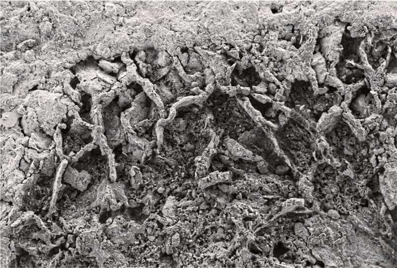 Ein durch Rasterelektronenmikroskopie erhaltenes Bild von einem Stück versteinertem Myzel. (fungi microfossils / Bonneville et al.; DOI: 10.1126/sciadv.aax7599 / CC BY 4.0)