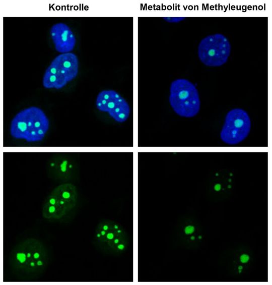 Menschliche Zellen nach Behandlung mit dem Methyleugenol-Metaboliten (rechts) im Vergleich zu Kontrollzellen (links). Dargestellt sind die Zellkerne (blau) sowie neu hergestellte RNA (grün).(Bild:  RPTU, Caroline Quarz)