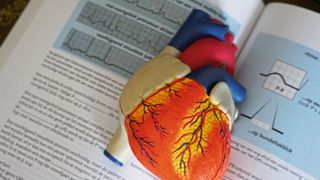 Bluthochdruck und Übergewicht gehen oft Hand in Hand. Eine neue Studie hat nun einige der komplexen biologischen Mechanimsen untersucht (Symbolbild). (gemeinfrei, Robina Weermeijer)