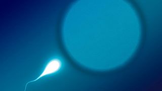 Forscher der australischen Monash University entwickeln eine hormonfreie Verhütungspille für den Mann. Sie soll Nebenwirkungen bisheriger hormoneller Präparate umgehen.  (gemeinfrei)