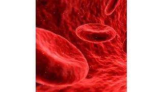 The researchers are continuing to study the wound-healing process after application of the chitosan hemostat.  (Source: Pixabay)