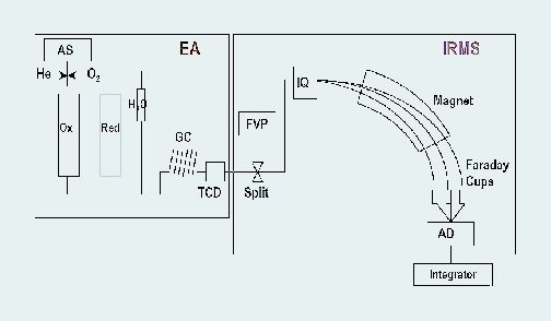 2	 Schematische Darstellung der Messanordnung für das 13C/12C- und 14N/15N-Verhältnis; Kopplung von Elementanalysator (EA) und Isotopenverhältnis-Massenspektrometer (IRMS) [1]. (AS: Autosampler; Ox: Verbrennungszone; Red: Reduktionsrohr; GC: Gaschromatograph; TCD: Wärmeleitfähigkeitsdetektor; FVP: Diluter; Split: Open-Split-System; IQ: Ionenquelle; AD: Analog-Digital-Umwandler) Bilder: TÜV Rheinland Agroisolab (Archiv: Vogel Business Media)