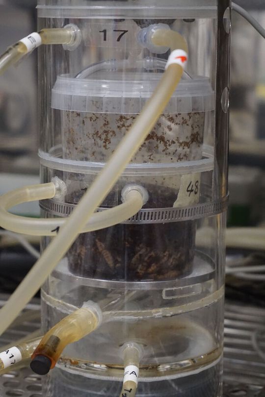 Versuchsaufbau: Die Larven der Schwarzen Soldatenfliege (Hermetia illucens) in einer Respirationskammer zur Gasmessung(Bild:  FBN)