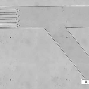 Mikroskopaufnahme des Mikrofluidik-Kanals mithilfe dessen die Partikel vereinzelt und am Sensor vorbei geführt werden.