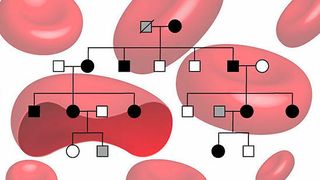 Erbgang der familiären Erythrozytose. Die Erkrankung führt zu einer erhöhten Produktion von körpereigenem Erythropoetin (EPO) im Blut. (Universität Basel, Departement Biomedizin)
