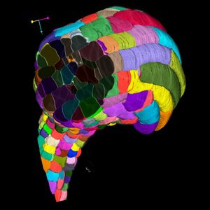 Pflanzenzellen, die mit einem Fluoreszenzmikroskop aufgenommen und mit dem Modell automatisch segmentiert wurden. Die zugrunde liegenden Daten sind dreidimensional und das Bild zeigt eine Darstellung der segmentierten Zellen, die jeweils durch eine andere Farbe repräsentiert werden. (Bild:  Nature Methods: s41592-021-01249-6)