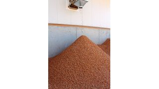 Für die Wiederverwertung von Bau- und Abbruchabfällen werden neue Strategien gefordert, um die Produkte dem Materialkreislauf zurückzuführen. Bei Mauerziegeln gelingt dies bereits. (Bild: Ziegel Recycling Bayern GmbH)