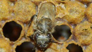 Schlüpfende Honigbiene auf der Wachszelle, worin sie sich zuvor entwickelt hat. (© Vincent Dietemann, Agroscope)