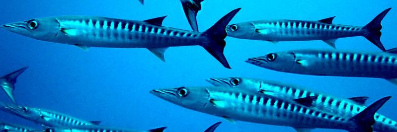 Schutz der marinen Umwelt durch 3D-Bioprinting. (Bild:  Gemeinfrei // Pixabay)