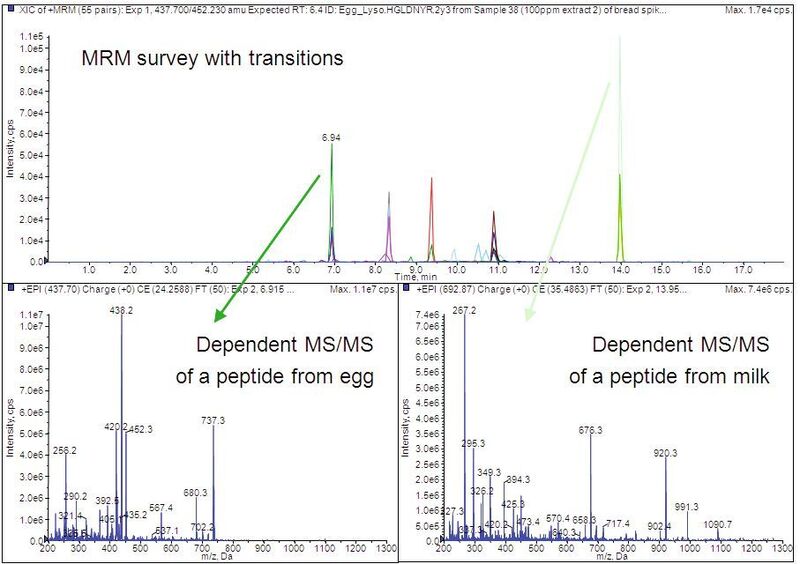 Abb 3b: Multiple Reaction Monitoring zum Nachweis von Allergenen in Brot. Die Proben wurden jeweils mit 100 ppm Ei- und Milch-Proteinen versetzt. In der Abbildung oben ist jeweils das Ionenchromatogramm für alle MRM-Übergänge zu sehen. Unten dargestellt ist das jeweilige abhängige QTRAP® MS/MS-Spektrum, das für ein Peptid aus Ei (links) und Milch (rechts) automatisch generiert wurde.  (Bild: AB Sciex)