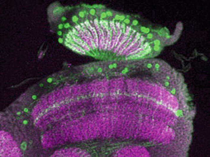 Lichtintensitätssensitive L3-Zellen (grün) im Gehirn der Fliege (Marion Silies)