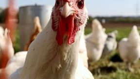 Broiler chickens roaming outside.  (Source: Finn Mund on Unsplash)