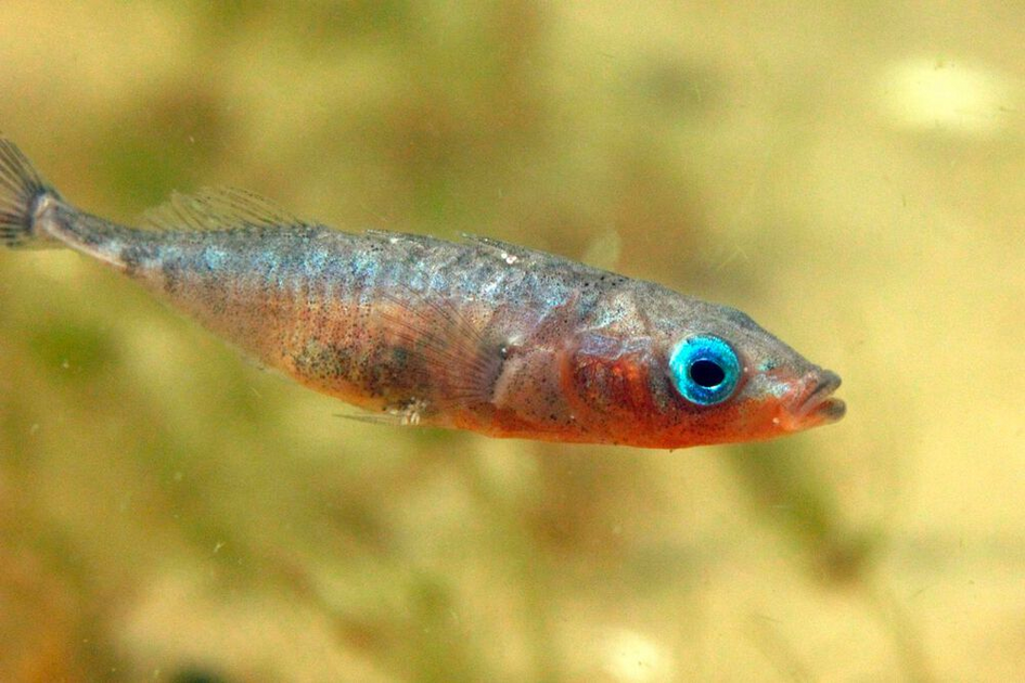 A Wave of Sticklebacks: How a Tiny Fish Takes Over an Entire Ecosystem