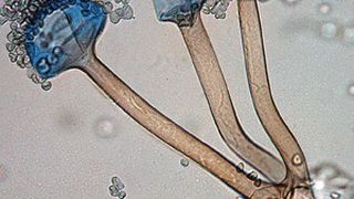Der Schimmelpilz Rhizopus microsporus var. oligosporus (Quelle: www.mycology.adelaide.edu.au/)