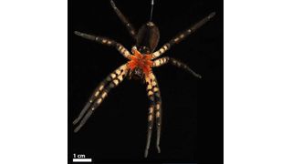 Jagderfolg dank Materialvorsprung: Cupiennius salei, eine tropische Jagdspinne, durchbohrt den Panzer von Beuteinsekten mit einer Giftklaue. Diese besteht zwar wie der Cuticulapanzer der Beute aus Chitin und Proteinen, ihre genaue chemische Zusammensetzung und Struktur sind aber für ihren Zweck optimiert. (Bild: R. Barth)