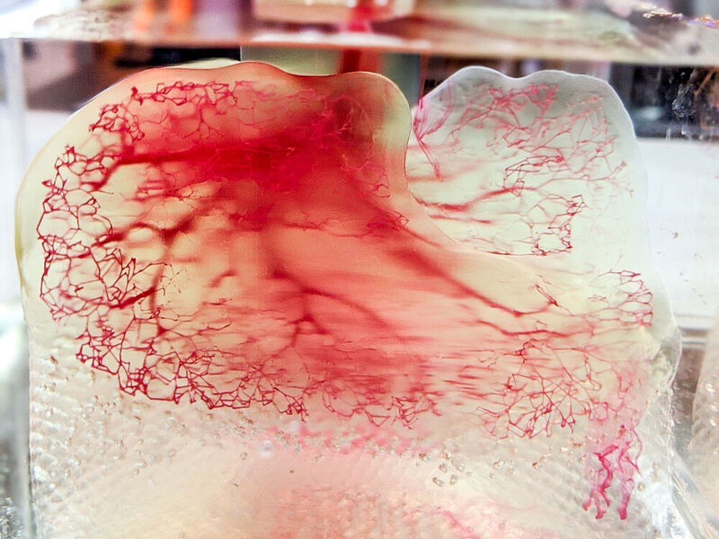 Der Bioprinter Figure 4 fertigt diese vollständig mit Blutgefäßen versorgte Struktur aus Hydrogelen mit mikroskopischer Genauigkeit im Stereolithographie-Verfahren an. (3D Systems)