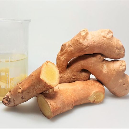 Recent research supports the assumption that the intake of common amounts of ginger may be sufficient to modulate cellular responses of the immune system. Recent research supports the assumption that the intake of common amounts of ginger may be sufficient to modulate cellular responses of the immune system.