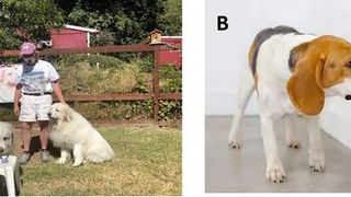(A) Illustration of the three cup sniffing experiment with the first author’s Great Pyrenees. (B) One of the second author’s Covid-19 scent dogs sniffing a test canister. (Source: (A) Todd Dickey, (B) Heather Junqueira)
