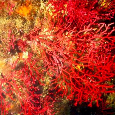 The violescent sea-whip (Paramuricea clavata) is an important architect of the Mediterranean temperate reefs that is currently threatened by mass mortality events related to global warming.(Source:  Parent Géry, via Wikipedia Creative Commons Attribution-Share Alike 3.0)