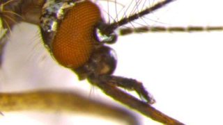 Aufnahme des Kopfes einer weiblichen Afrikanischen Tigermücke (Aedes aegypti).  ((c) Dr. Irina Häcker)