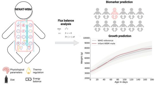 Mathematisches Modell des Stoffwechsels von Neugeborenen (infant-WBM). Es sagt das Wachstum von Säuglingen und bekannte Biomarker von erblichen Stoffwechselkrankheiten vorher.(Bild:  Zaunseder)