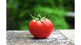 Tomatenpflanzen können von dem TSW-Virus befallen werden, was zu Verfärbungen der Pflanzenblätter und Ernteeinbußen führt. (Symbolbild) (Bild: frei lizenziert, Avin CP)