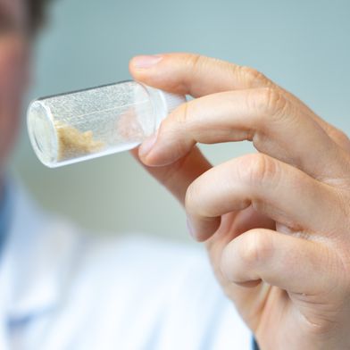 Juniorprofessor Linus Stegbauer zeigt eine Probe des im Labor pulverisierten und getrockneten Pilzmyzels. (Bild: TU Bergakademie Freiberg / A. Hiekel)