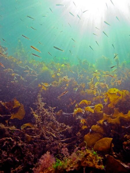 Algae, fish and other organisms find their shelter and living ground in natural kelp forest.  (Janne Gitmark, Niva)