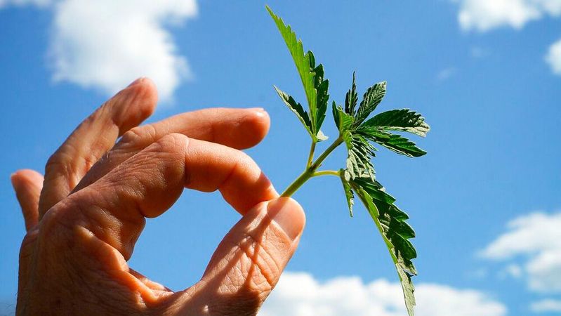 Liegt in einem Unternehmen bereits eine Betriebsvereinbarung zum Thema Drogenkonsum vor, sollte der Arbeitgeber prüfen, ob diese auch Cannabis umfasst. (Bild:  Hennadii Kolchev auf Pixabay)