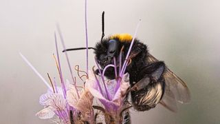 Dunkle Erdhummel auf Phacelia (Alexandra-Maria Klein)
