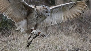 Die Eule verursacht während ihres Flugs kaum Geräusche, die sie bei der Jagd verraten könnten. (Bild: Marianne Bevis, unter CC BY-ND 2.0-Lizenz, flickr.com)