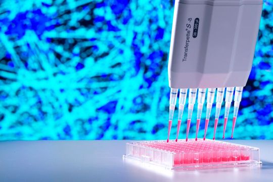 In vitro pharmakologisches und toxikologisches Screening an neuralen Zellen(Bild:  Fraunhofer IBMT, Bernd Müller)