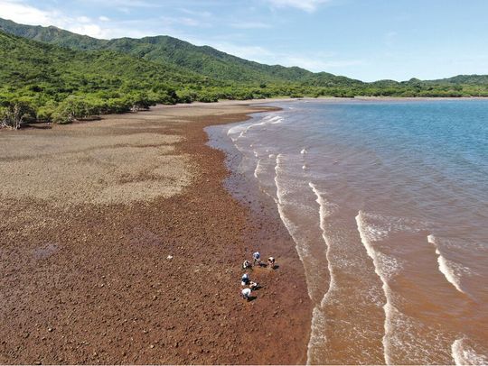 Luftaufnahme der Probenahmestelle an der Küste von Panama.(Bild:  © Isidora Morel-Letelier / Max-Planck-Institut für Marine Mikrobiologie)