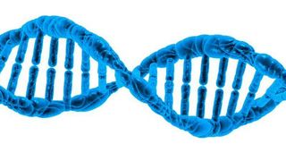 In der weltgrößten genetischen Studie zu Arthrose fanden die Forscher neben 52 neue Veränderungen im Erbgut, die mit Arthrose in Verbindung stehen, auch Ansätze, um die Krankheit medikamentös besser behandeln zu können. (Symbolbild)  (gemeinfrei)