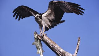 Neue Phishing-Gefahren ergeben sich beispielsweise vor dem Hintergrund der erweiterten Top-Level-Domains. (Bild: Archiv)