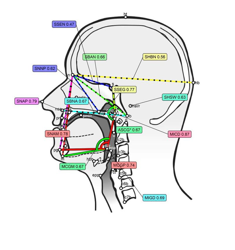 The researchers obtained a set of measurements, such as distances, angles, curvatures, proportions, etc., to capture the dimensions and shape of vocal tract structures and their inter-relationships.