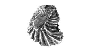 Fossilien – hier eine Auster aus der Jurazeit – belegen nicht nur klimabedingte Änderungen in der Faunenzusammensetzung, sondern liefern mittels geochemischer Signale ihrer Schalen zugleich wichtige Informationen über das Ausmaß der Klimaerwärmung. (Museum für Naturkunde)