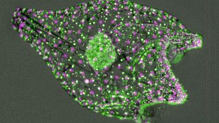 Aufnahme einer Seeigellarve unter dem Fluoreszenzmikroskop. (Marian Hu)