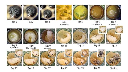 Zu sehen ist die Entwicklung von Honigbienen im Labor. Die Larven erhielten vom vierten bis zum neunten Tag Futter mit Pflanzenschutzmitteln. Nach dem neunten Tag würden die Larven im Bienenvolk normalerweise zur Verpuppung in ihren Waben eingeschlossen werden; im Labor wurden sie auf eine neue Platte umgesetzt. Gut sichtbar sind die verschiedenen Entwicklungsstadien vom Ei (Tag 1-3) über Rundmade (Tag 4-9), Streckmade (Tag 10- 12) und Puppe (Tag 13-20) bis zur geschlüpften erwachsenen Biene (Tag 21). (Bild:  Sarah Manzer / Universität Würzburg)
