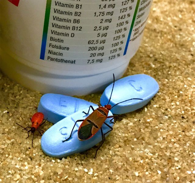 Feuerwanzen und Nahrungsergänzungsmittel. (Bild: Hassan Salem, MPI chem. Ökol.)